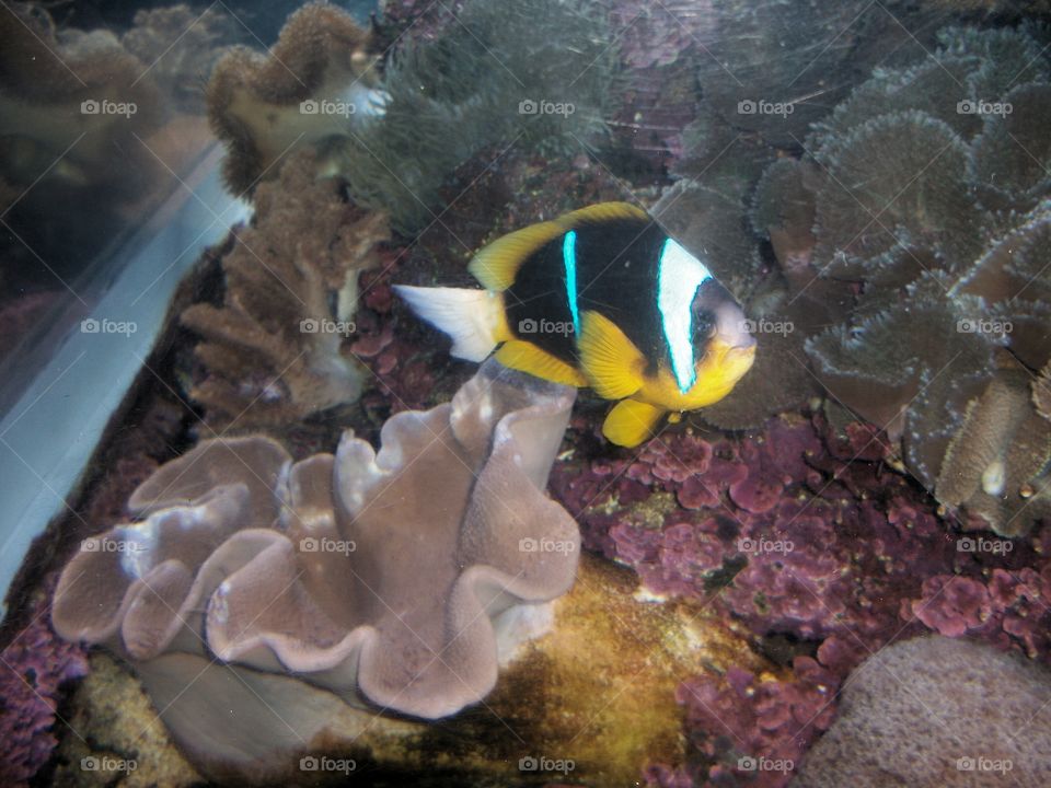 Beautiful Black and Yellow Fish