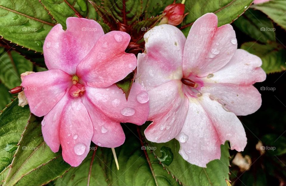 FOAP MISSIONS - 🌹 🇺🇸 Very beautiful flowers to brighten our day.  Live nature and its beauty. Did you like the delicate petals? / 🇧🇷 Flores muito bonitas para alegrar nosso dia. Viva a natureza e sua beleza. Gostaram das pétalas delicadas? 