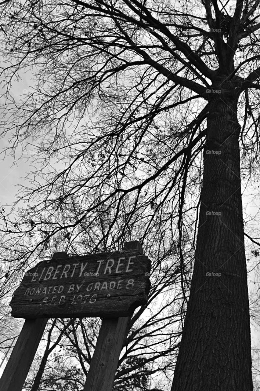 Liberty Tree, donated in 1976