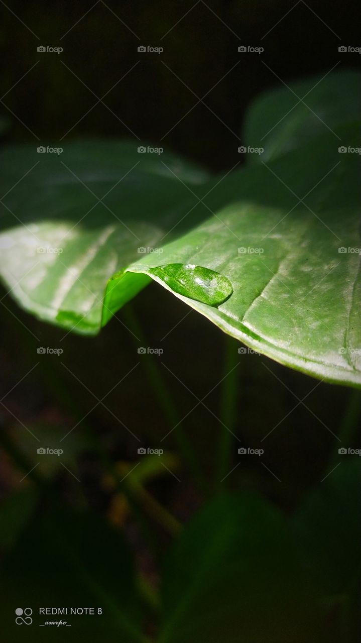 Our lives are just like that rain drop sliding at the edge of a blade of leaf...one wrong move and we'll end up in the mud.