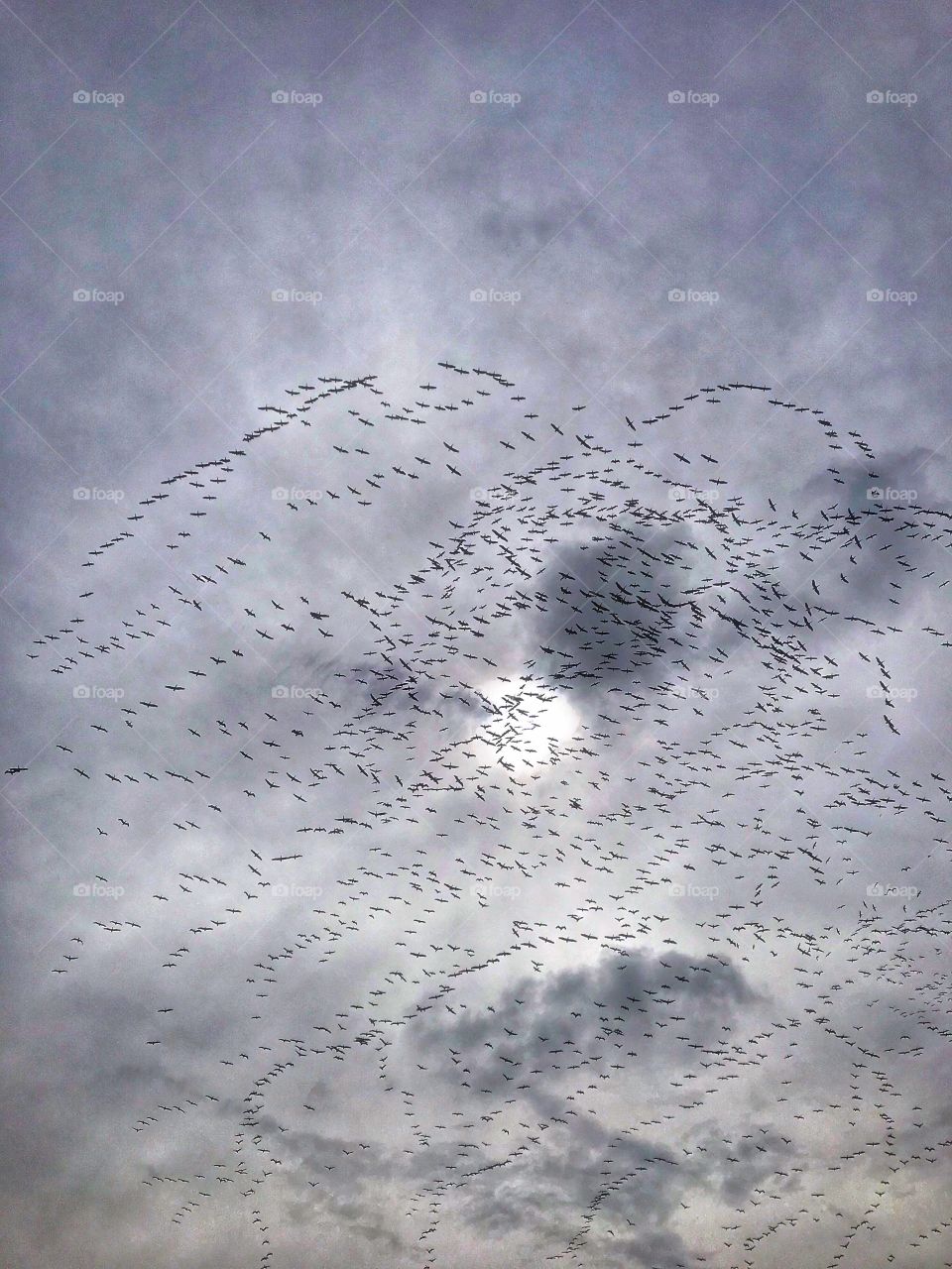 Winter birds .
