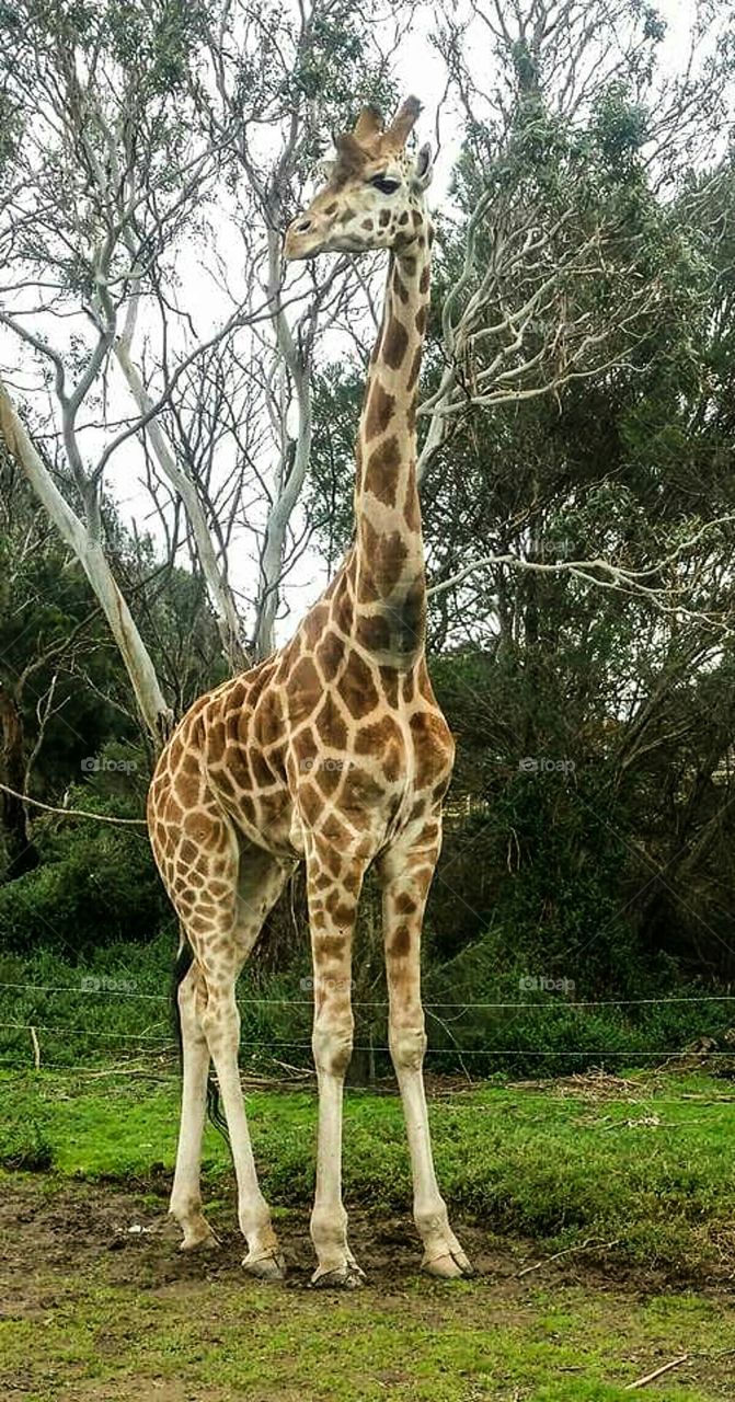 My little one wanted to see a giraffe in real life, so we traveled to Werribee Zoo to see this stunning sweetheart! As much as my opinion is undecided regarding zoo's, in the end, little miss 5 won!