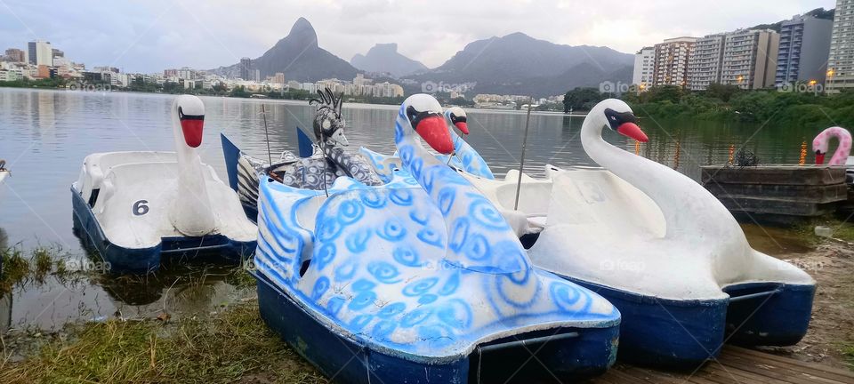 Patinhos na Lagoa RJ