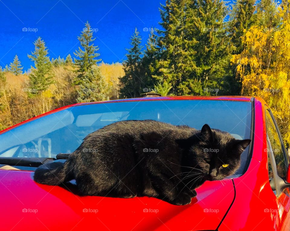 Black cat, red car 1