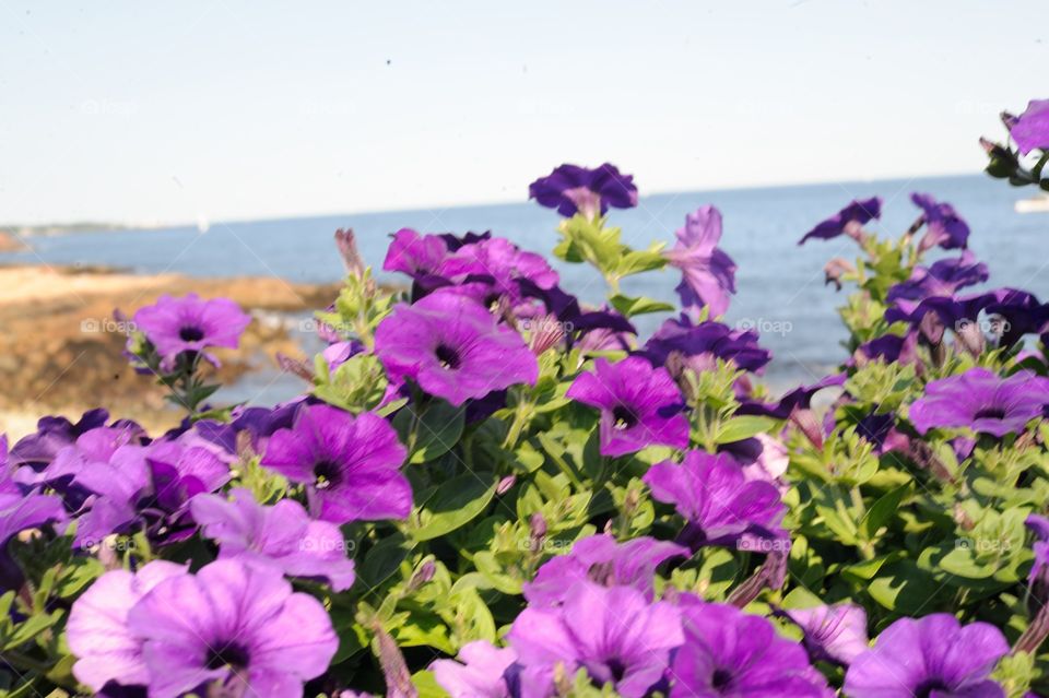 beach flowers. potted flowers near the ocean