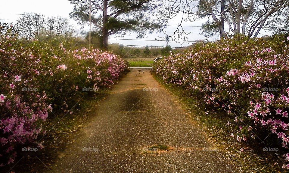 Azaleas 
