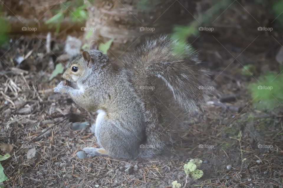 Squirrel eating by the tree 