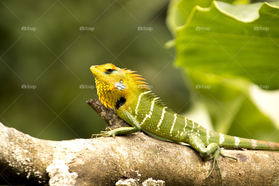 Wildlife, Nature, Animal, No Person, Wild