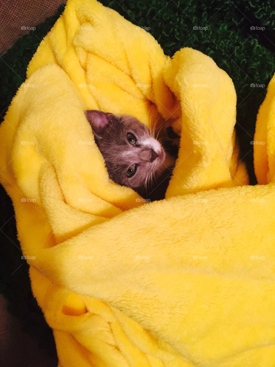 Yellow blanket kitten