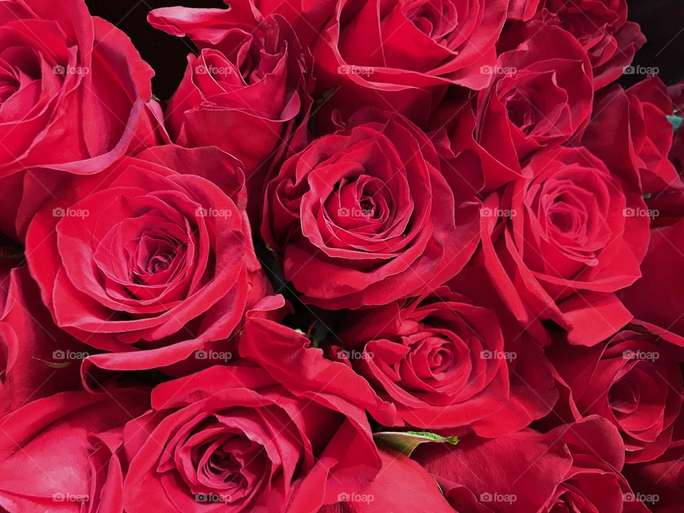 Romantic Red Roses