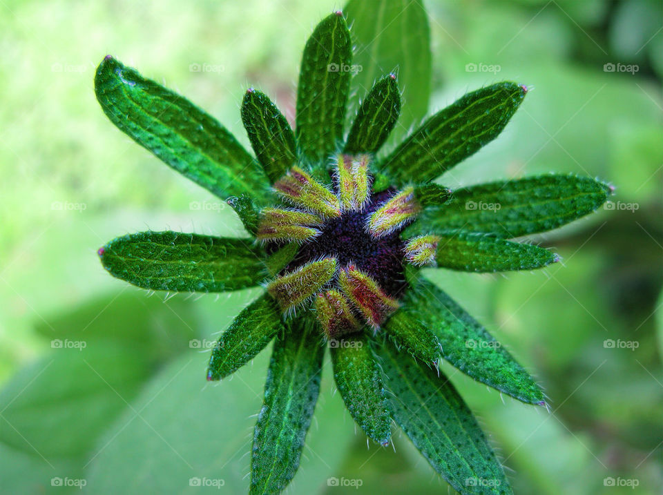 macro leaves plant hairy by chris7ben