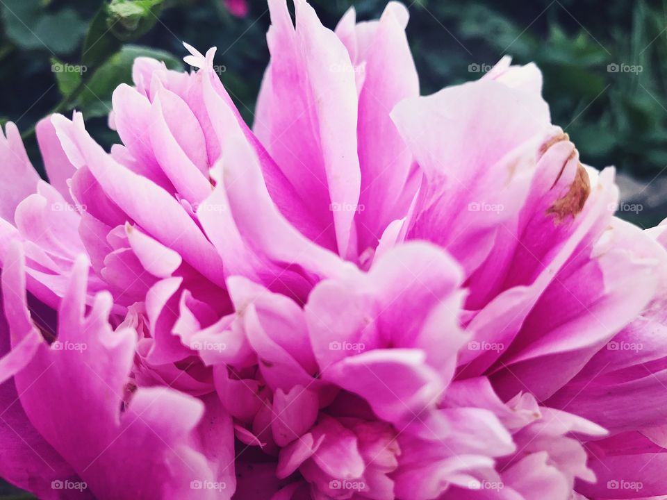 Closeup of beauty flower.Macro photo