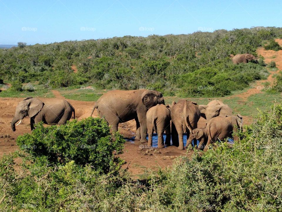 Safari in South Africa with elephants