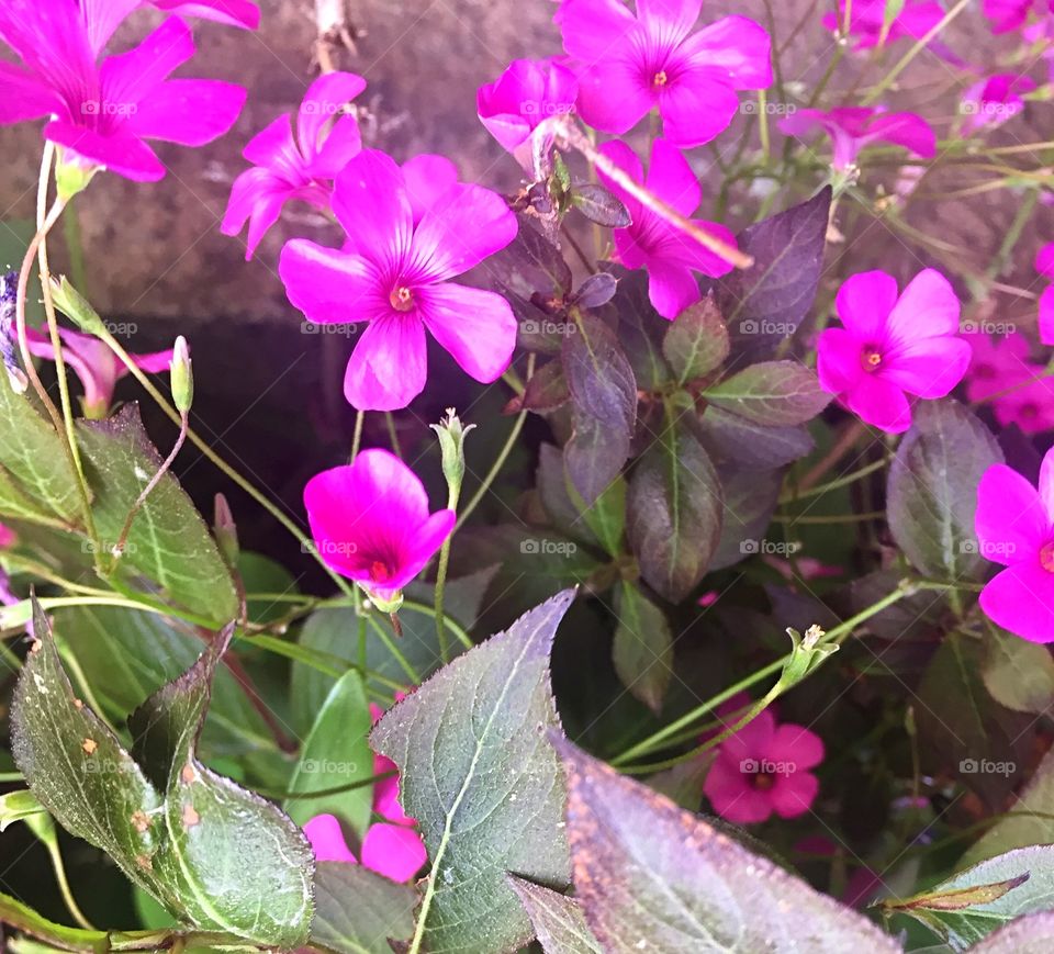 Delicate pink flowers