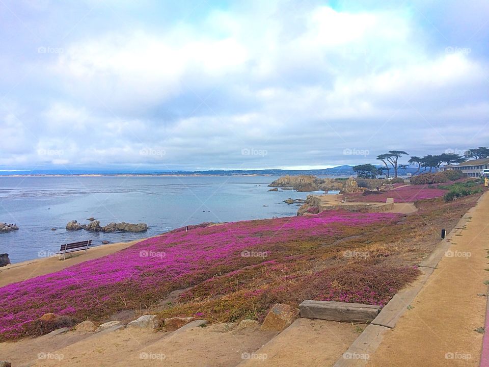 Monterey's purple carpet. The ice plant blooming along the Monterey coast