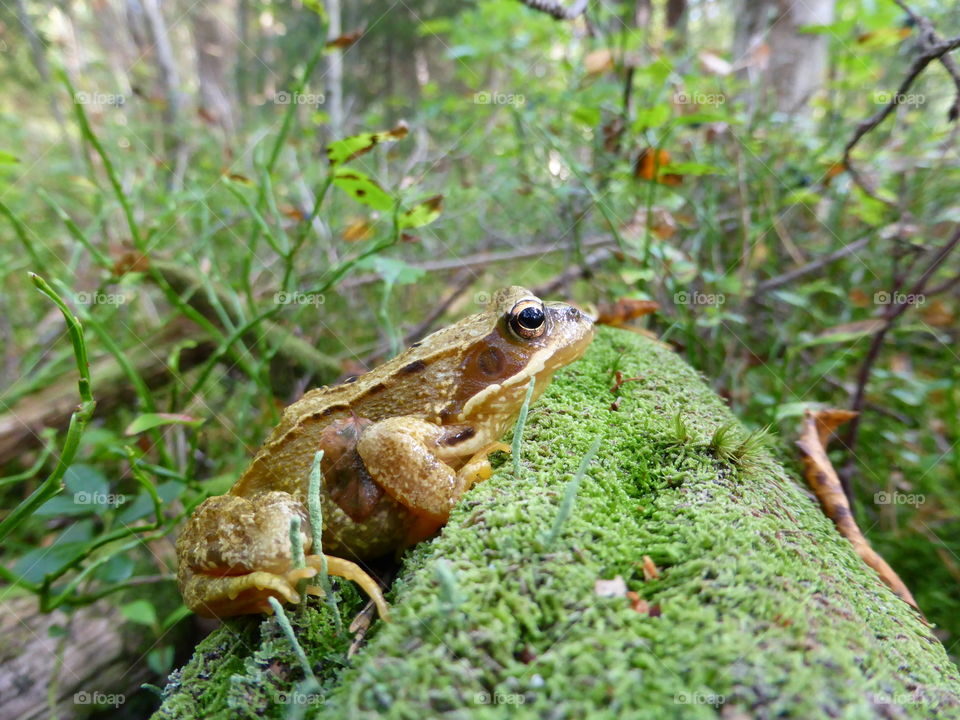 frog in the forest.