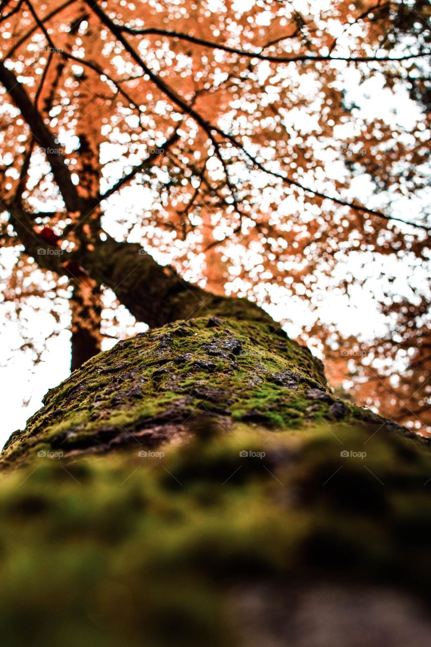 Huge bark with colourful leaves