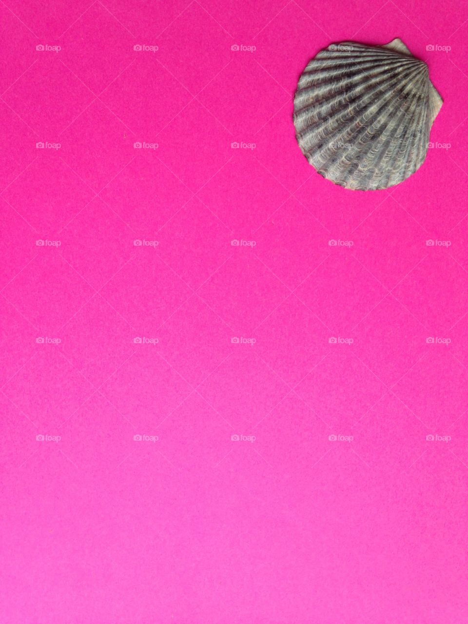 Seashell on pink background