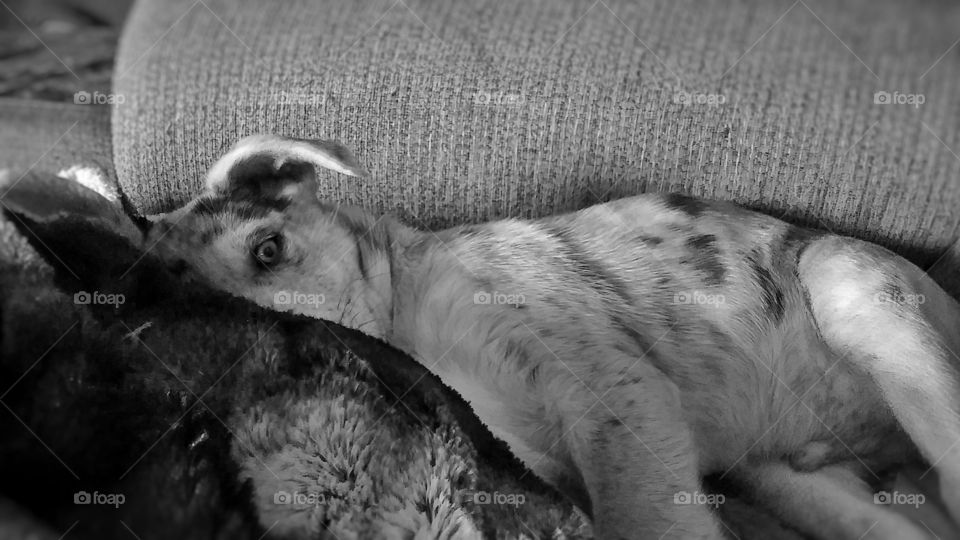 black and white photo of puppy with his nose in a faux fur blanket