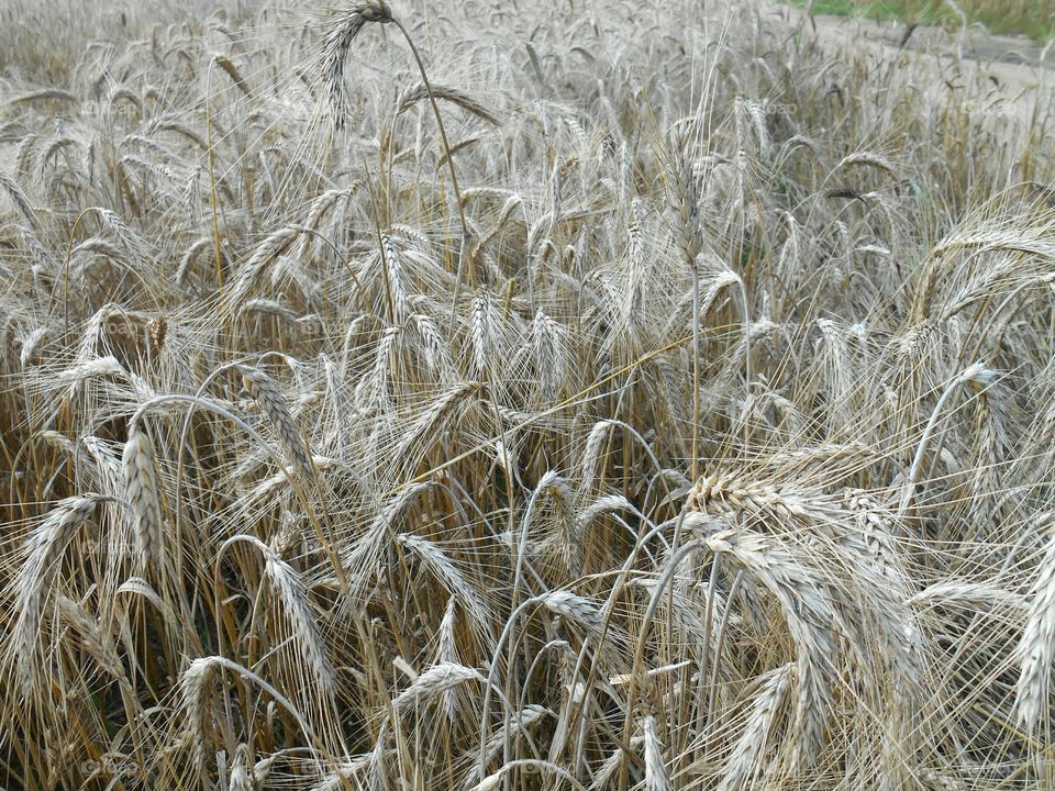 Wheat, Cereal, Bread, Straw, Pasture