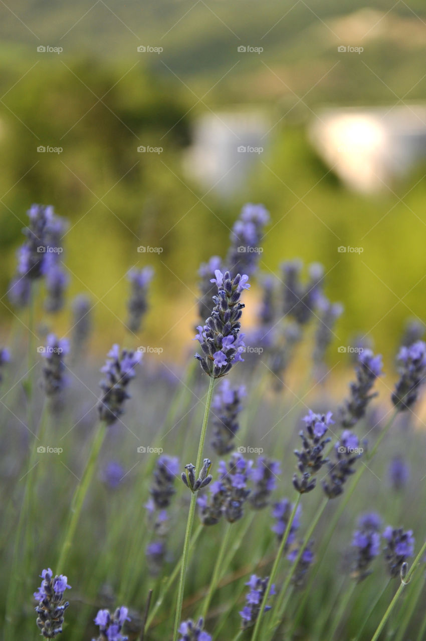 Lavender fields 