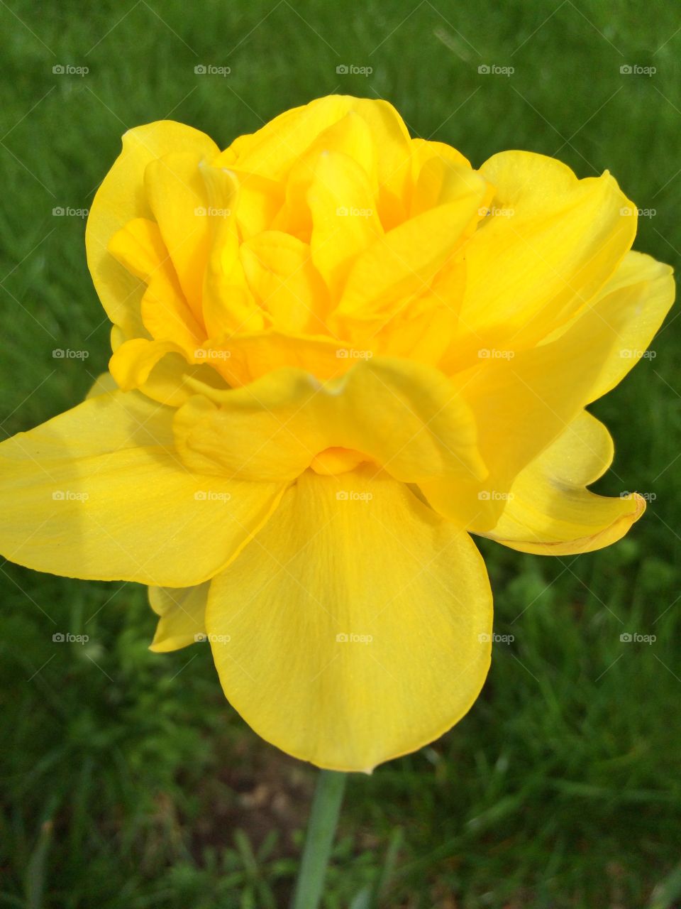 Yellow daffodil flower 