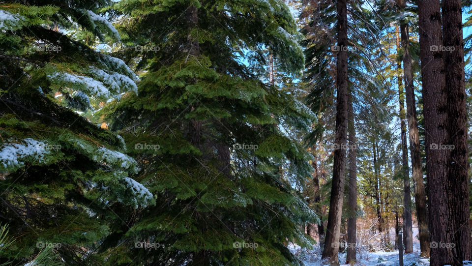 Snow on evergreens