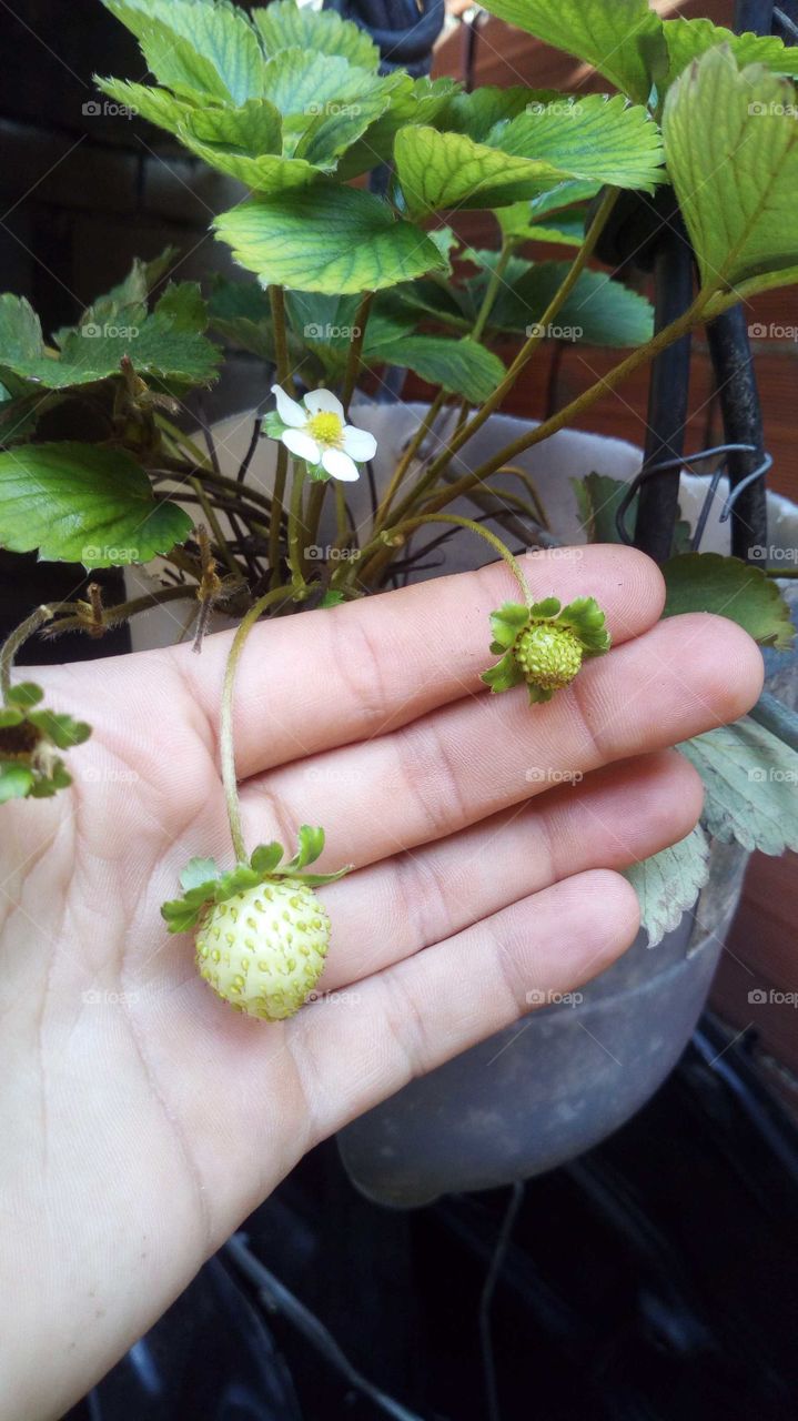 Little strawberries