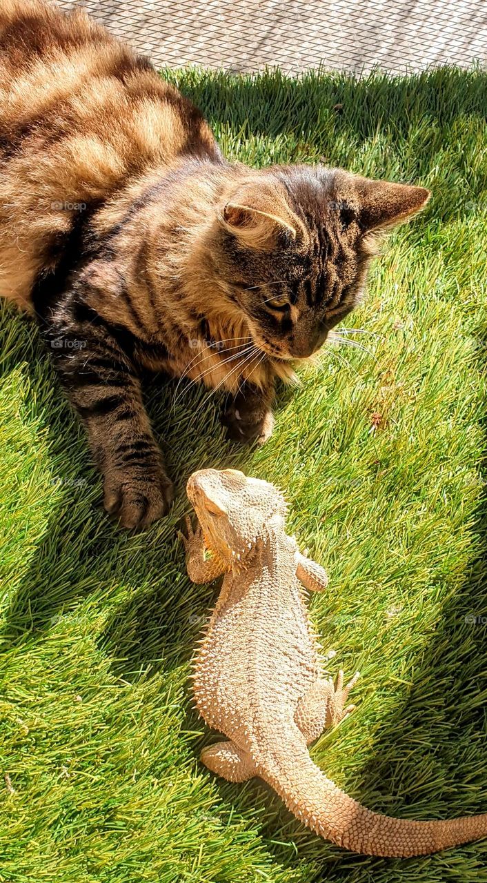 birds eye perspective picture from a black and beige striped cat looking full of love at a bearded dragon in green grass