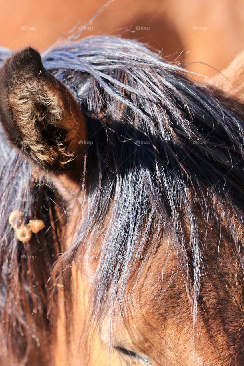 Closeup view burrs camera get in mane hair blue f wild mustang horse, closeup bangs, ears top of head 