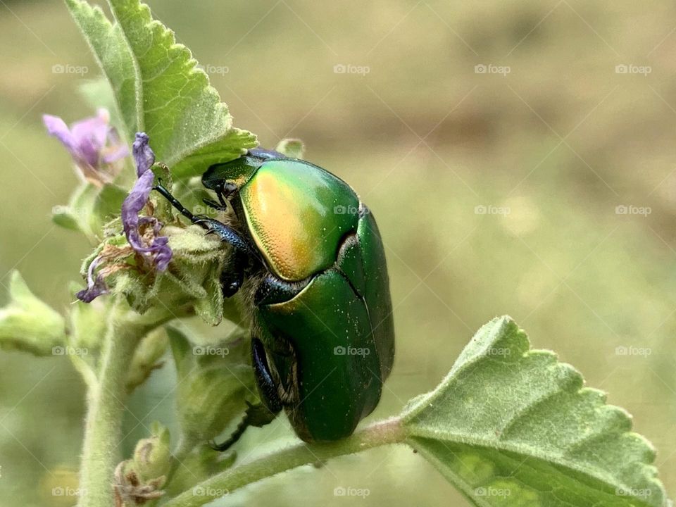 Metal beetle climbing on a plant