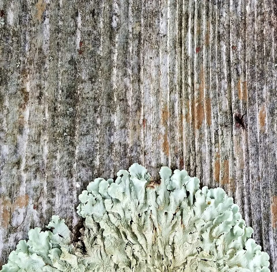 Lichen on Wood