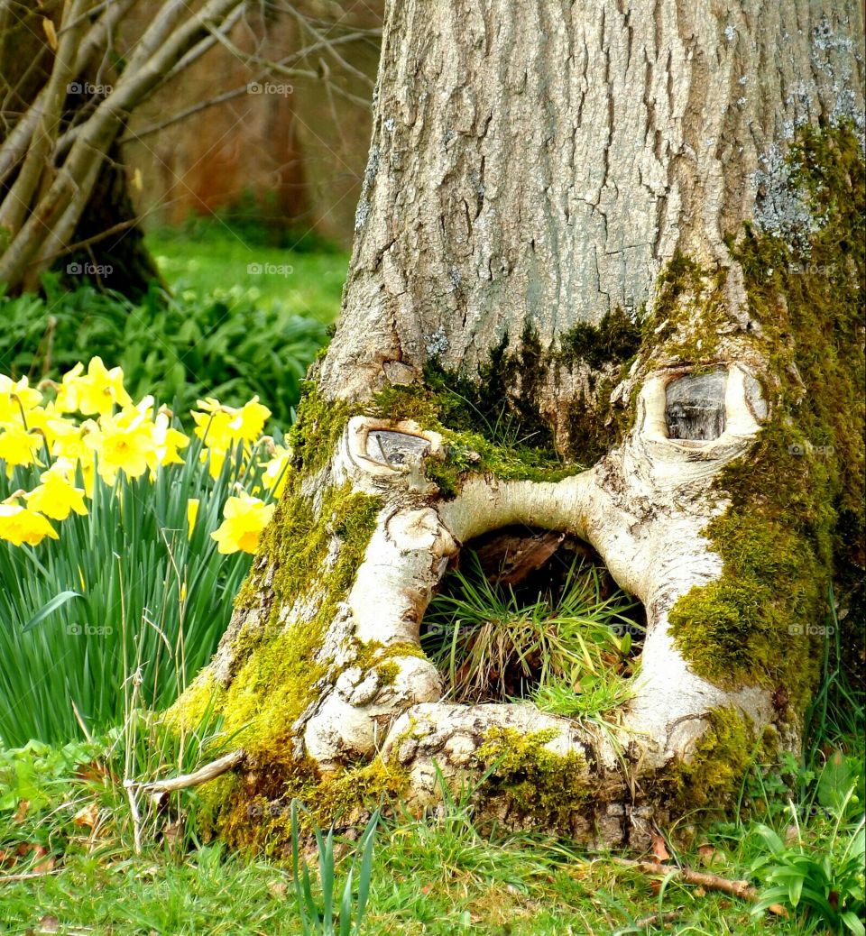 Tree face