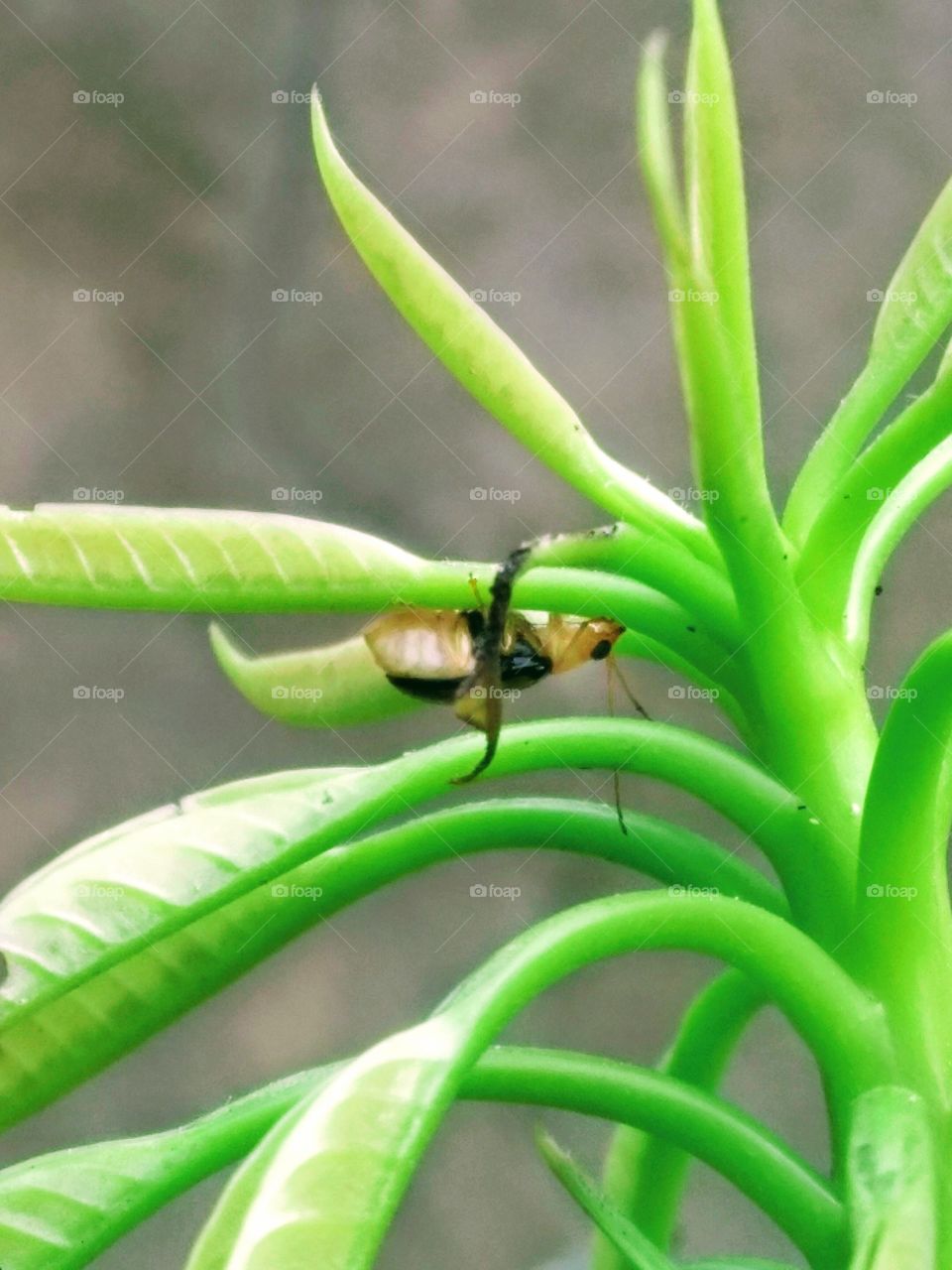 mendak touch with tree