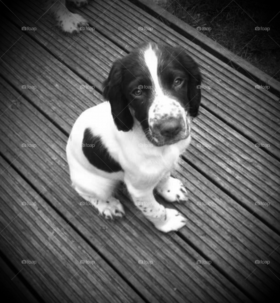 Puppy English Springer Spaniel