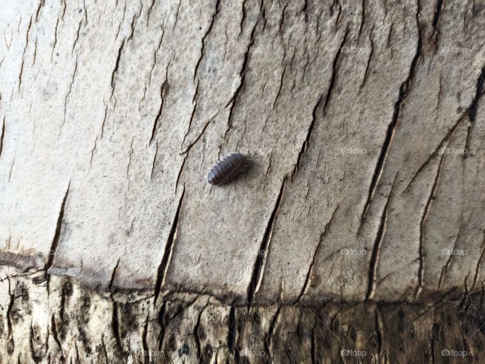 Woodlouse 
At Trunk of Tree
Amazing Nature
📷👁️📷