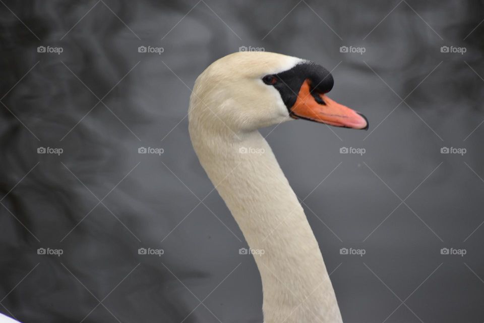 A swan enjoying the weather