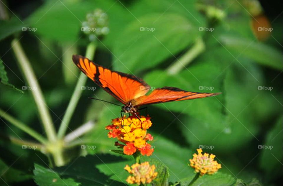 Borboleta e flores