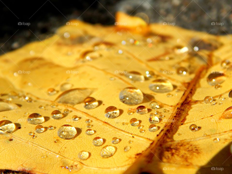 Water droplets on a fallen golden leaf 