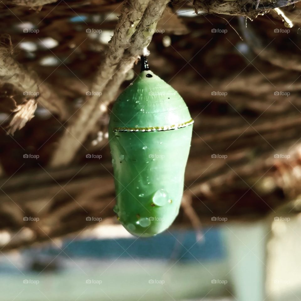perfect green  chrysalis with dew drips. a caterpillar changing.