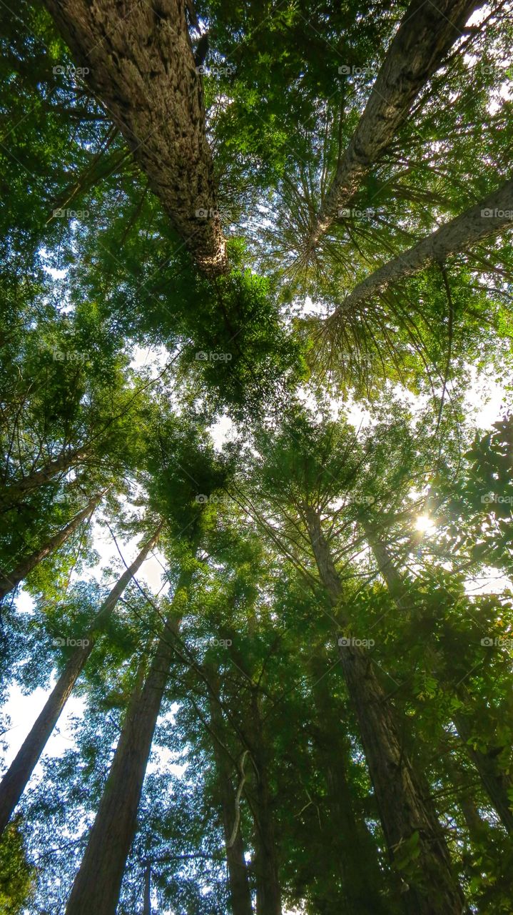 Redwood Sky 