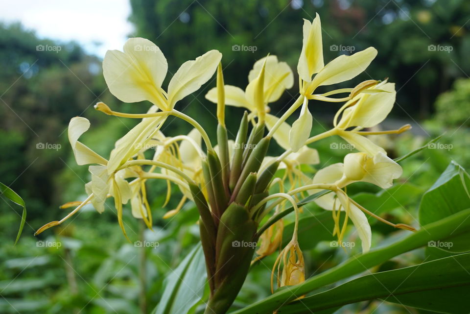 Hawaii flowers