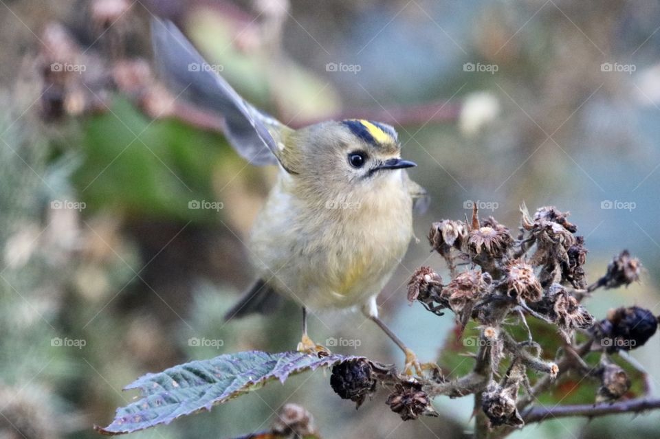 Goldcrest 
