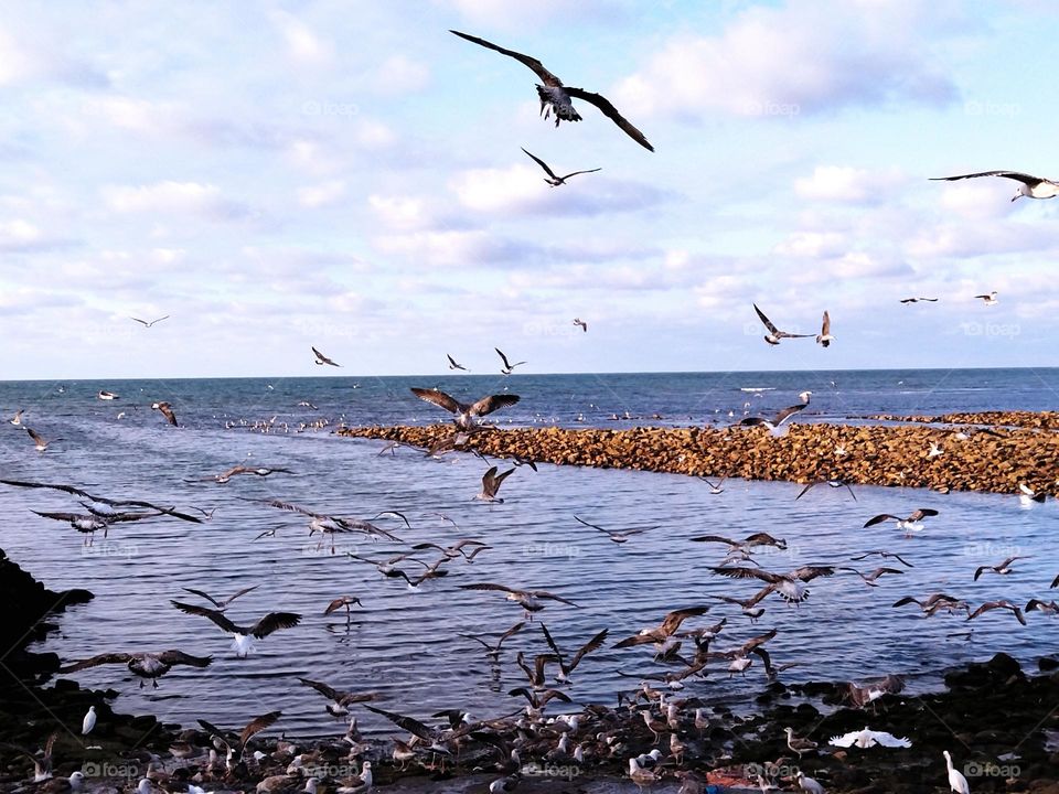 Seagulls and the sea