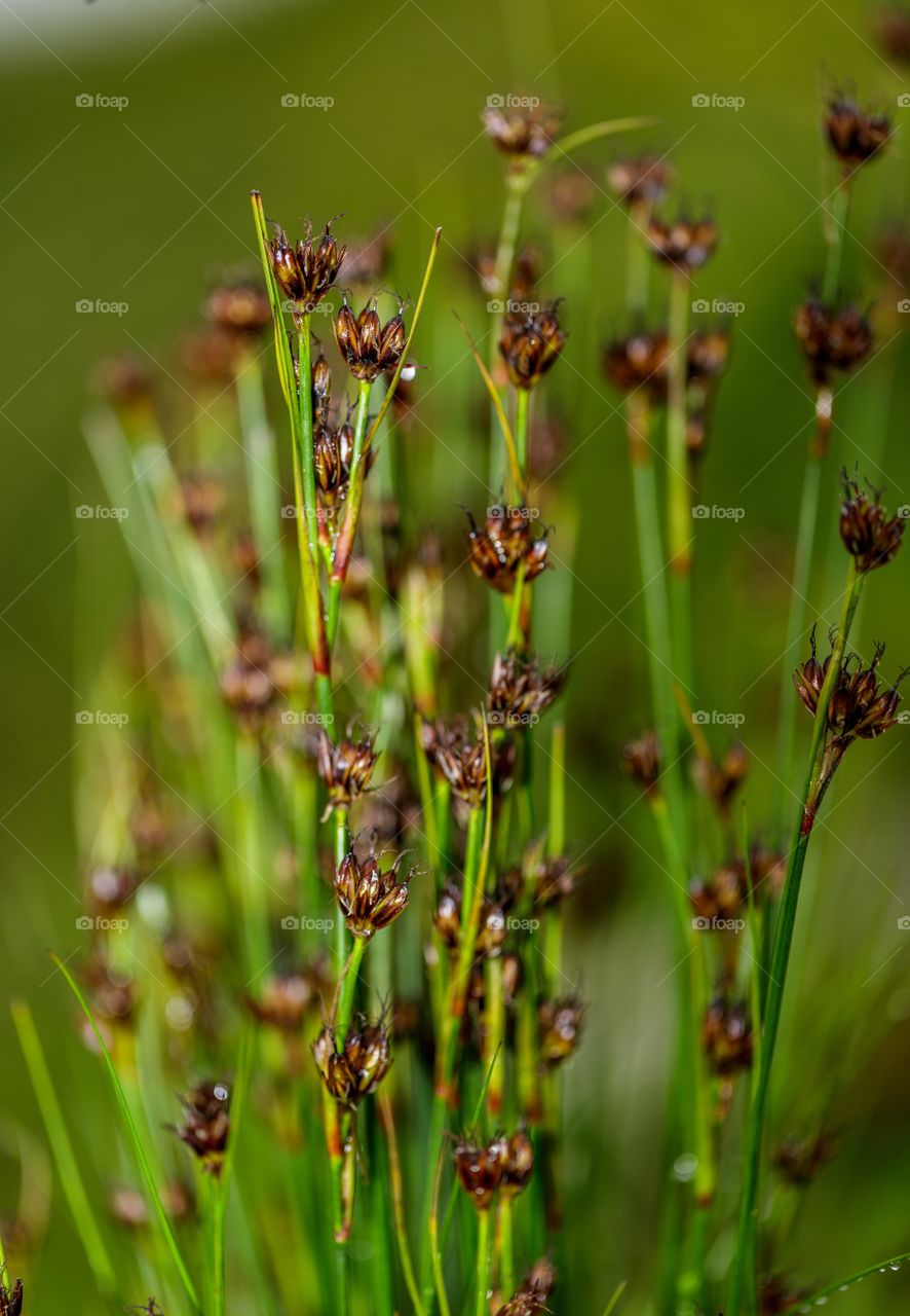 green and brown nature