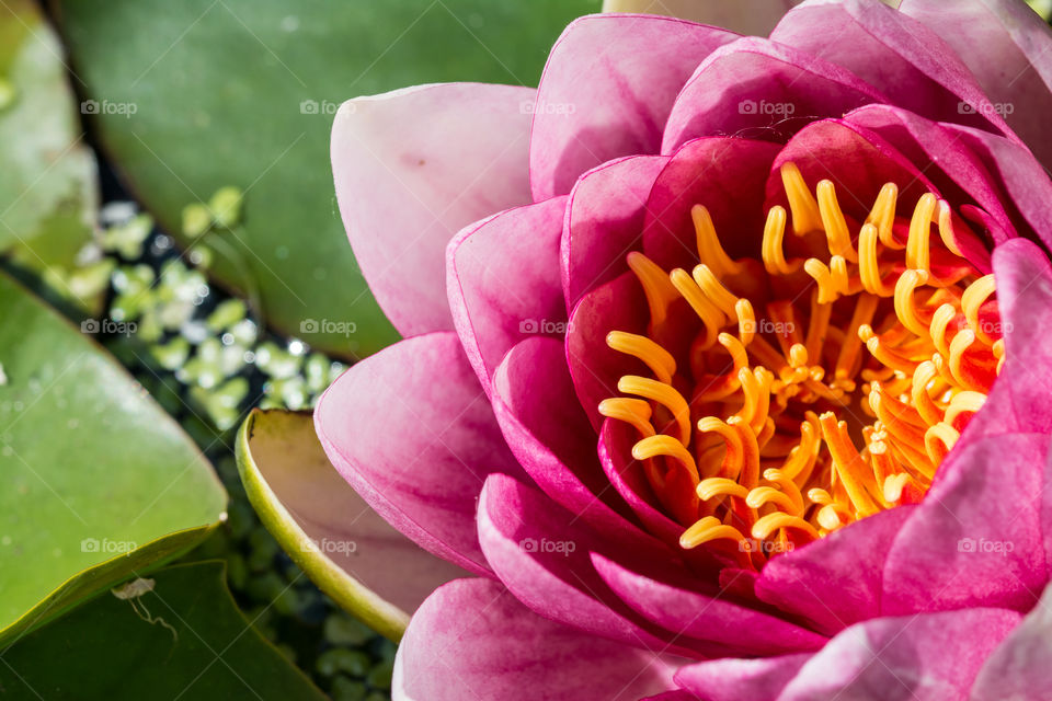 Purple lotus flower. Beautiful purple lotus flower