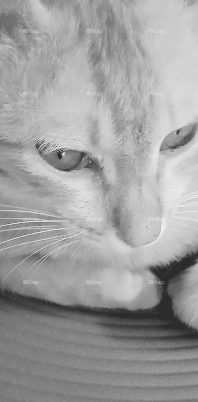 भारत के कैट