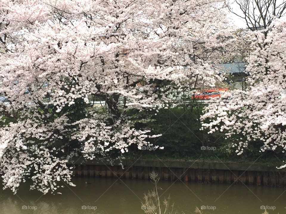 sakura
