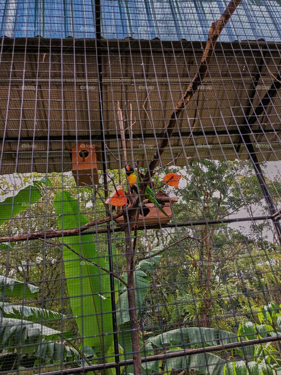 The marigold lorikeet (Trichoglossus
capistratus) is a species of parrot that is endemic to the south-east Asian islands of Indonesia and East Timor. The marigold lorikeet in cage on the zoo