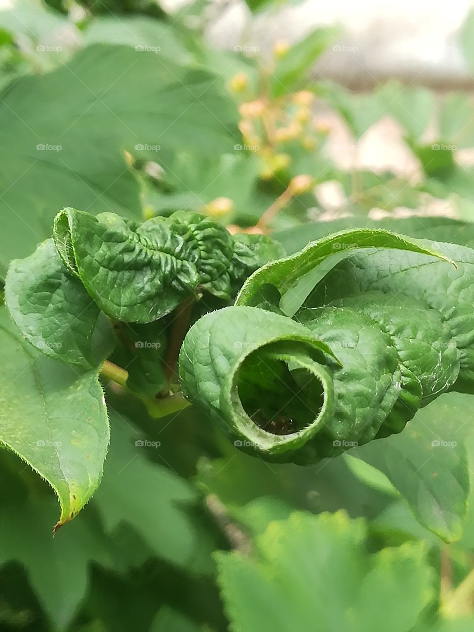 Green house